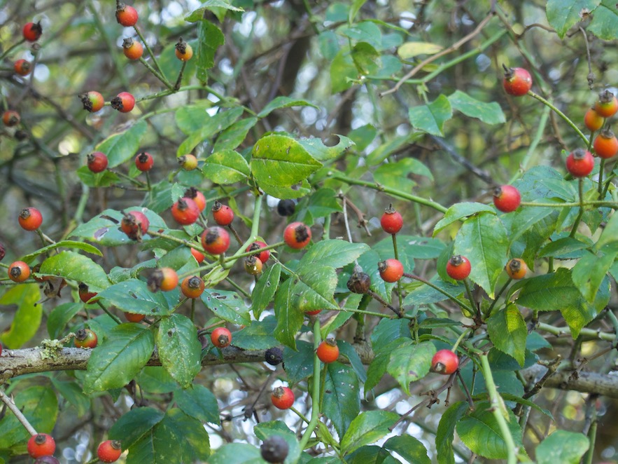 Englantiner fulles i fruits